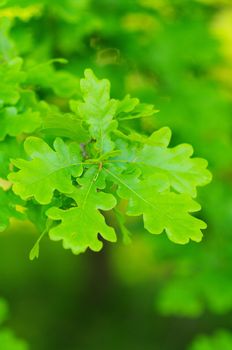 green leaves foliage at springtime outside in the nature