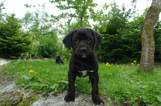 cute puppies in the meadow looking curios