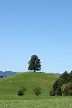 Picture of a tree standing alone on a hill