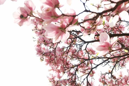 beautiful colorful viivid flowers in bloom pink