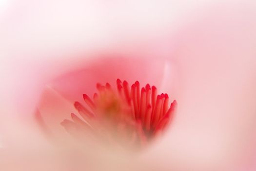 beautiful colorful viivid flowers in bloom pink