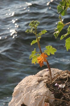 Flower against blue water background