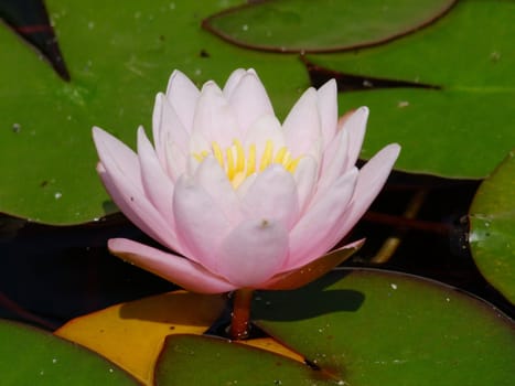 Beautiful Waterlily on pound in park