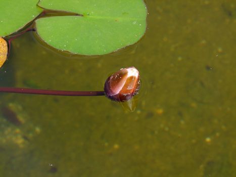 Beautiful Waterlily on pound in park