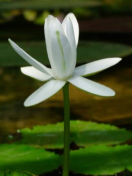 Waterlily flower, lotos