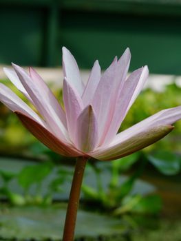 Waterlily flower, lotos