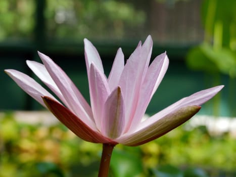 Waterlily flower, lotos