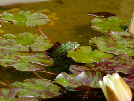 Green frog in water