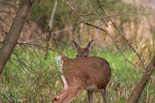 White-tailed Deer Odocoileus virginianus doe in marsh grass