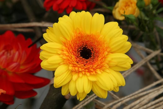 Gerber flower