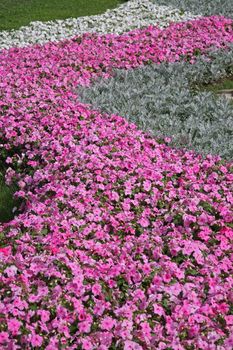 Flowers in garden