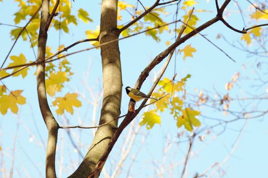 A tit bird sits on a branch of the autumn maple