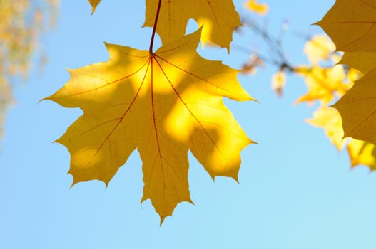 yellow maple leaves are in autumn on the branch