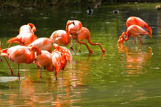 Flamingos gathered around a small island in a European lake