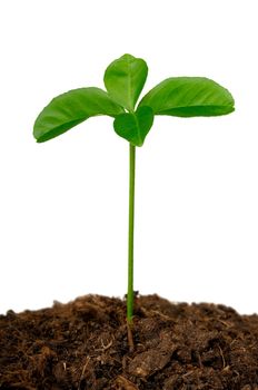 germ of a lemon in the ground on a white background