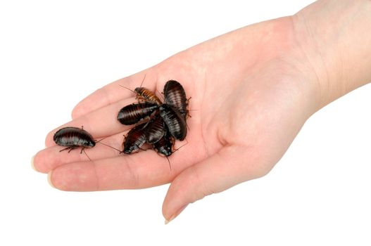 pile of cockroaches in the hand isolated on white background