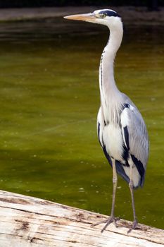 A Heron fishing at the edge of a Lake in Europe