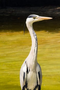 A Heron fishing at the edge of a Lake in Europe
