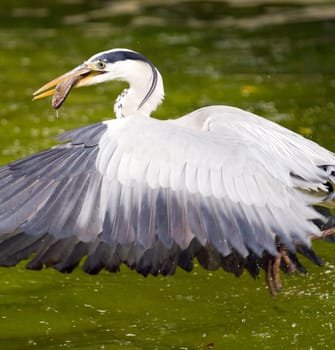 A Heron fishing at the edge of a Lake in Europe