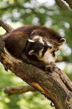 Raccoons Playing around a tree on a summer evening