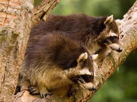 Raccoons Playing around a tree on a summer evening