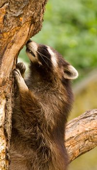 Raccoons Playing around a tree on a summer evening