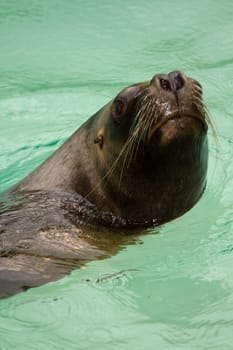 Sea Lions near the beach as rain begins to appear