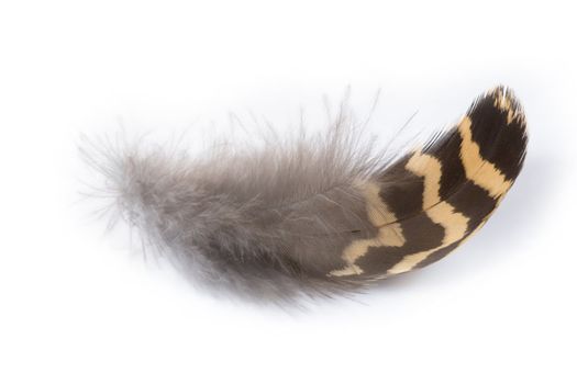 Partridge feather on a white background