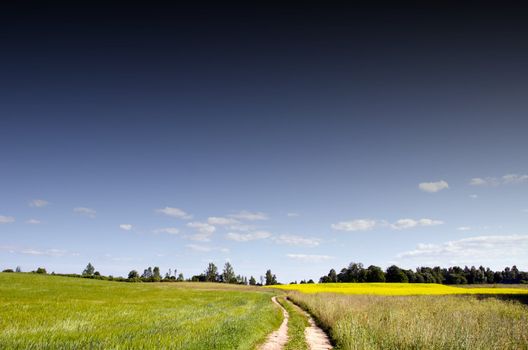 Gravel road betwwen rape field and meadows. Nice summer view.