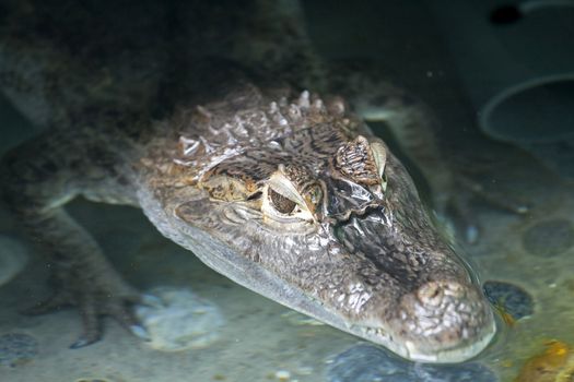 Portrait of a crocodile inside water