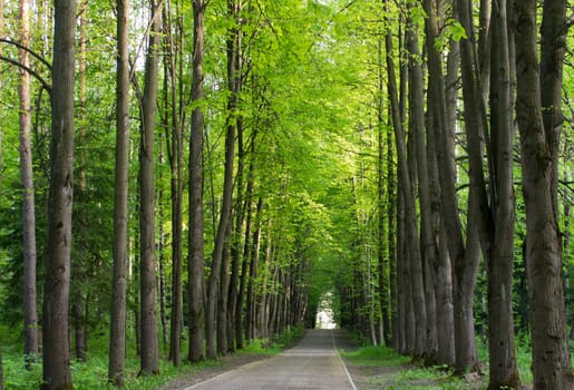 The track in the park, leaving afar