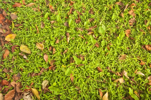 Green glasses and fallen leaves background