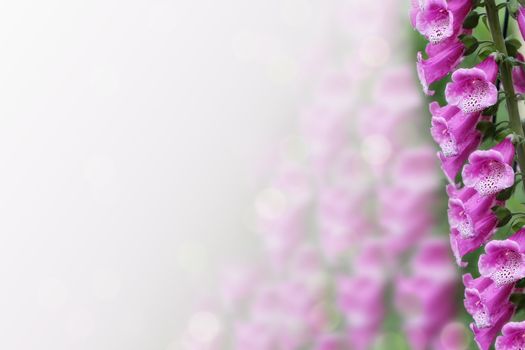 Close up of Purple foxglove (Digitalis purpurea) in bloom. Shallow depth of field.
