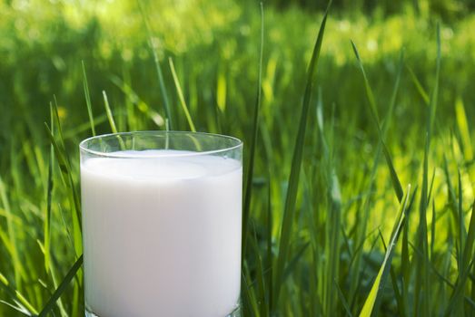 Fresh natural milk a useful product containing necessary vitamins for your organism