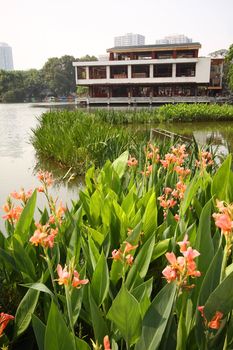 Flowers in garden