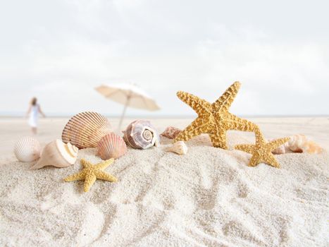 Starfish and seashells in the sand at the beach