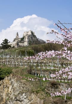 Castle duernstein in springtime with blooming tree