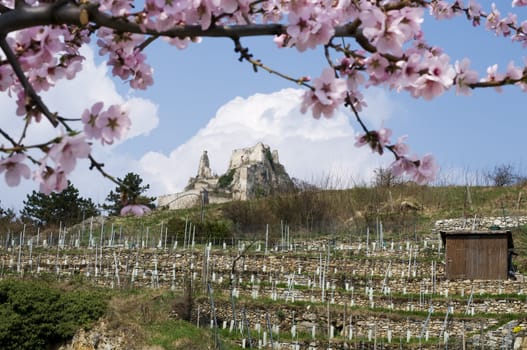 Castle Duernstein in Lower Austria with blooming tree