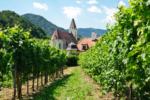 Church between Vine Branch, taken in Wachau, Lower Austria