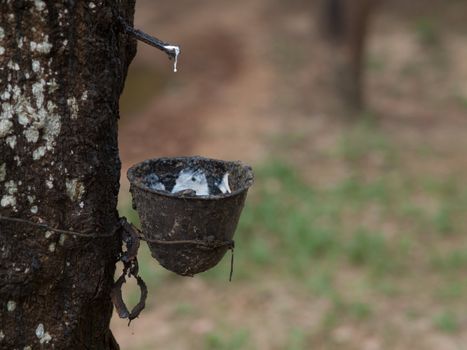 Rubber tree with latex dropping into a collecting cup in Malaysia