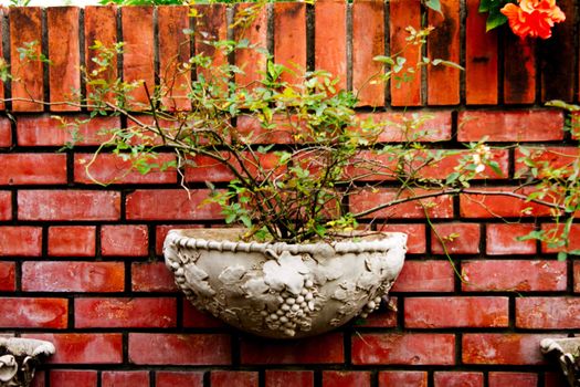 Old potted trees. Bright colors on the walls.