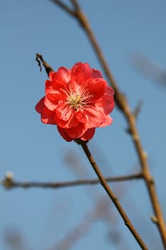 Cherry blossom in spring time