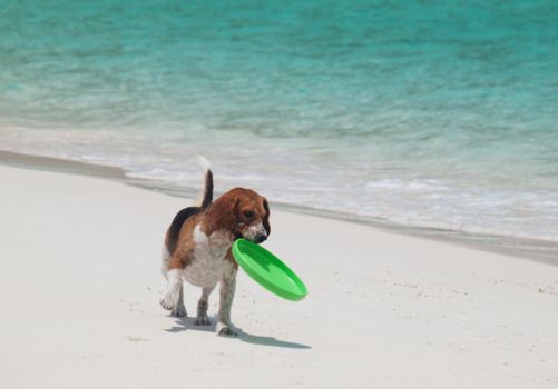 Cute beagle on a beach  with a  frisbee in his mouth
