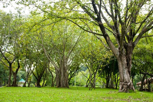 Tree lawn green areas in the park. Holiday.