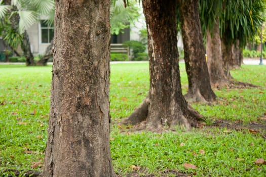 Stub sort as a row on grass trees in the park.