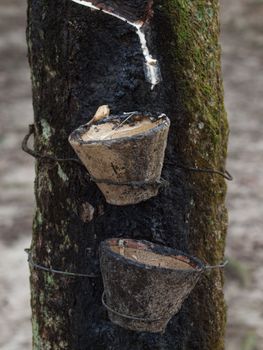 Rubber tree with with two collecting cups