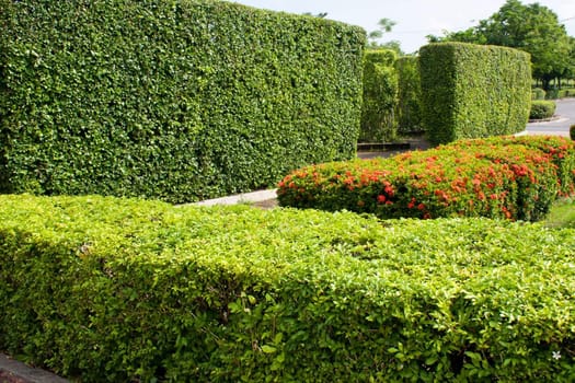 Shrubs in the park are arranged in a row the same balcony