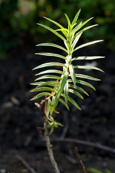 Top small trees in the park to fit the light falls.