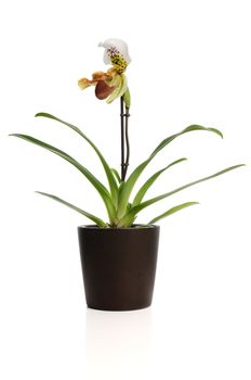 Beautiful orchid (Paphiopedilum Maudiae) and vase on white background.