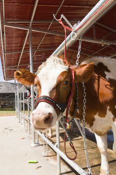 cow in farm ,Thailand